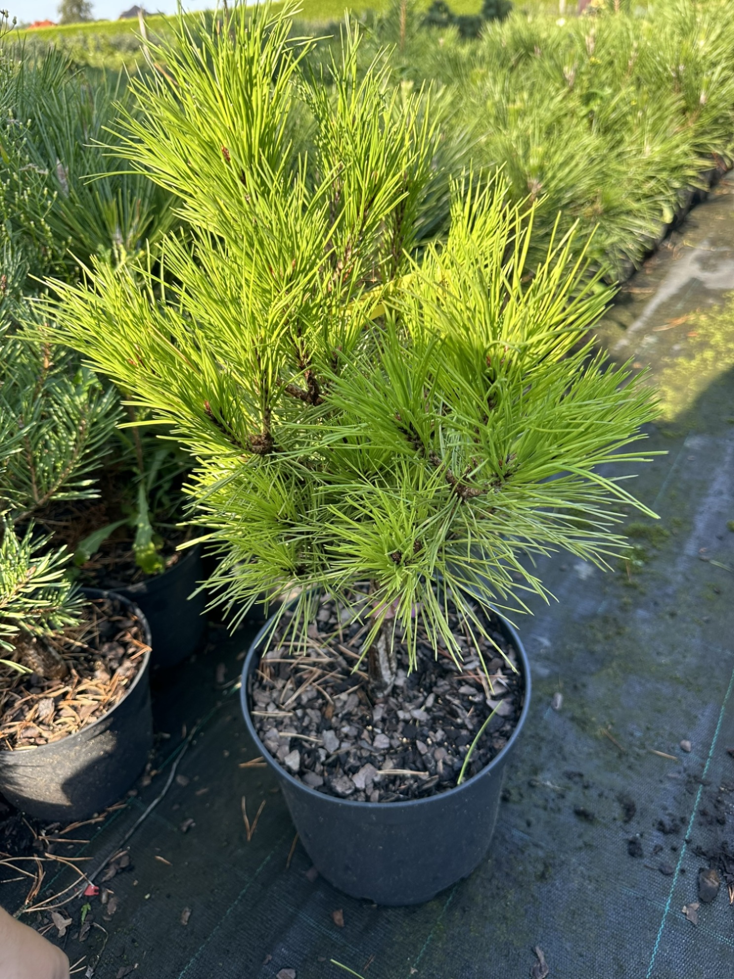 Сосна густоцветковая Джейн Клуис